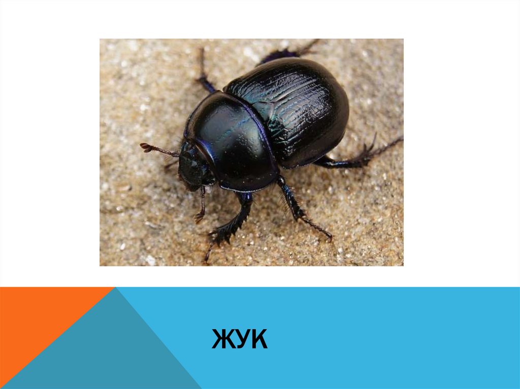 жук