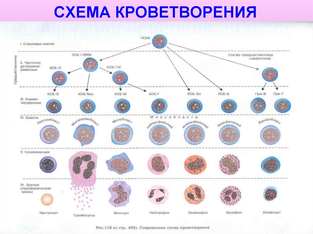 Схема кроветворения человека картинки