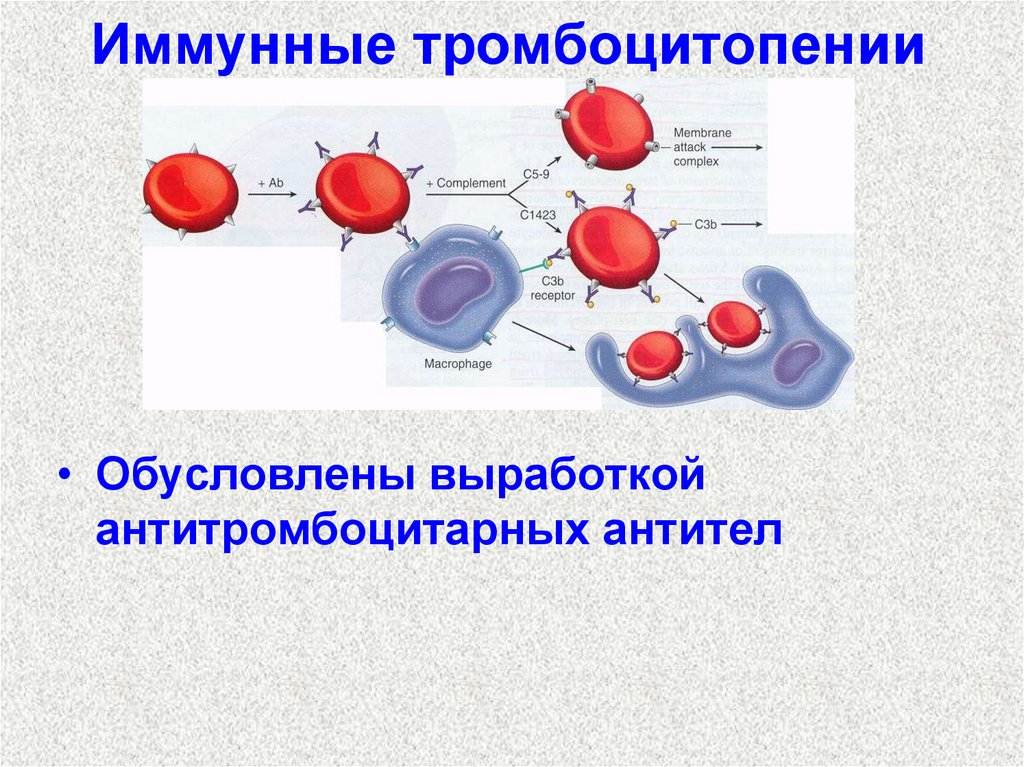 Иммунная тромбоцитопения презентация