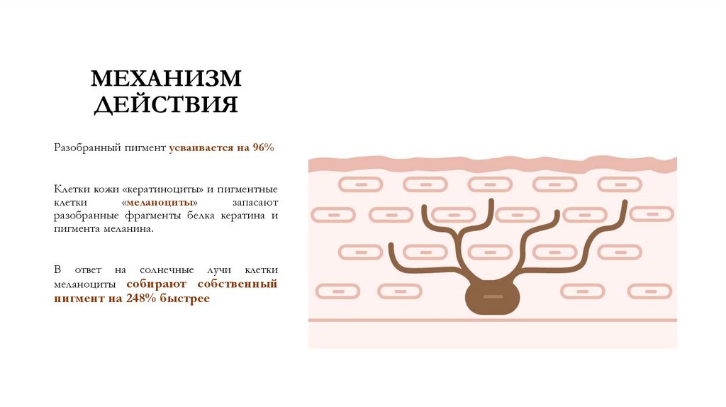 Витамины для загара Melaton - презентация онлайн