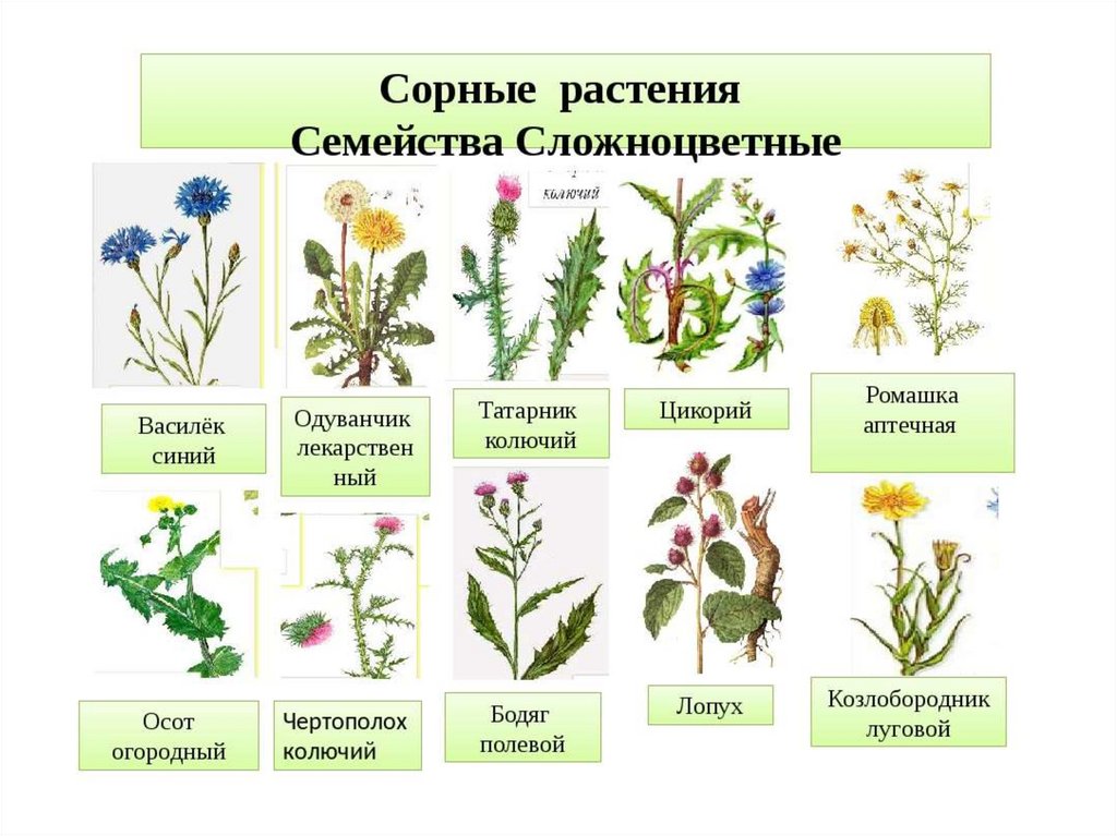 Семейство высших растений