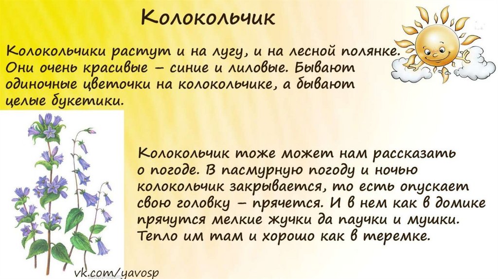 Загадки про полевые цветы. Друг вашего иммунитета Цветущий луг.