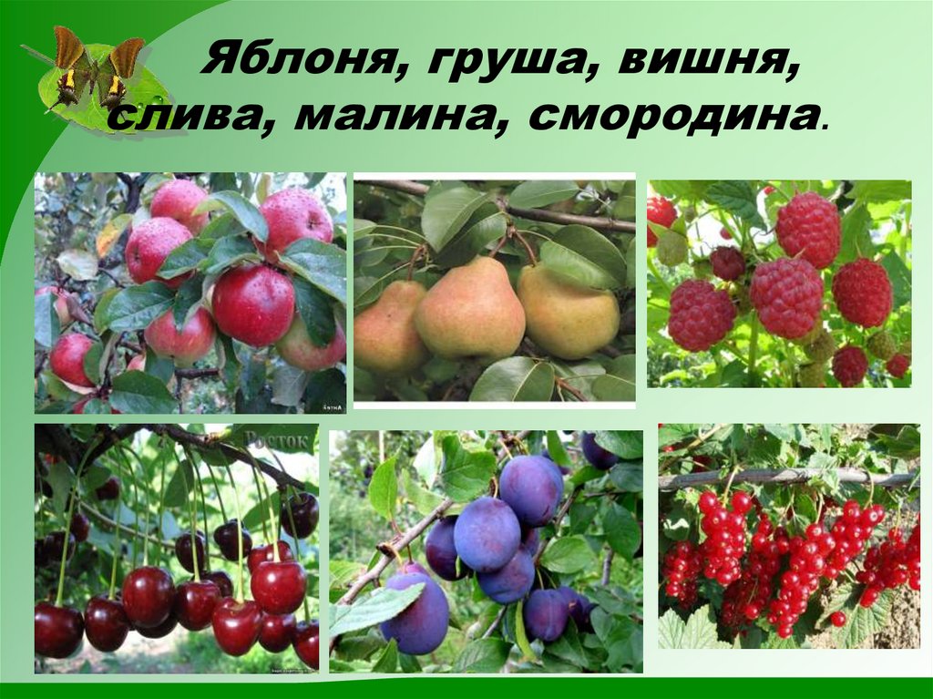 Сорта плодово ягодные культур