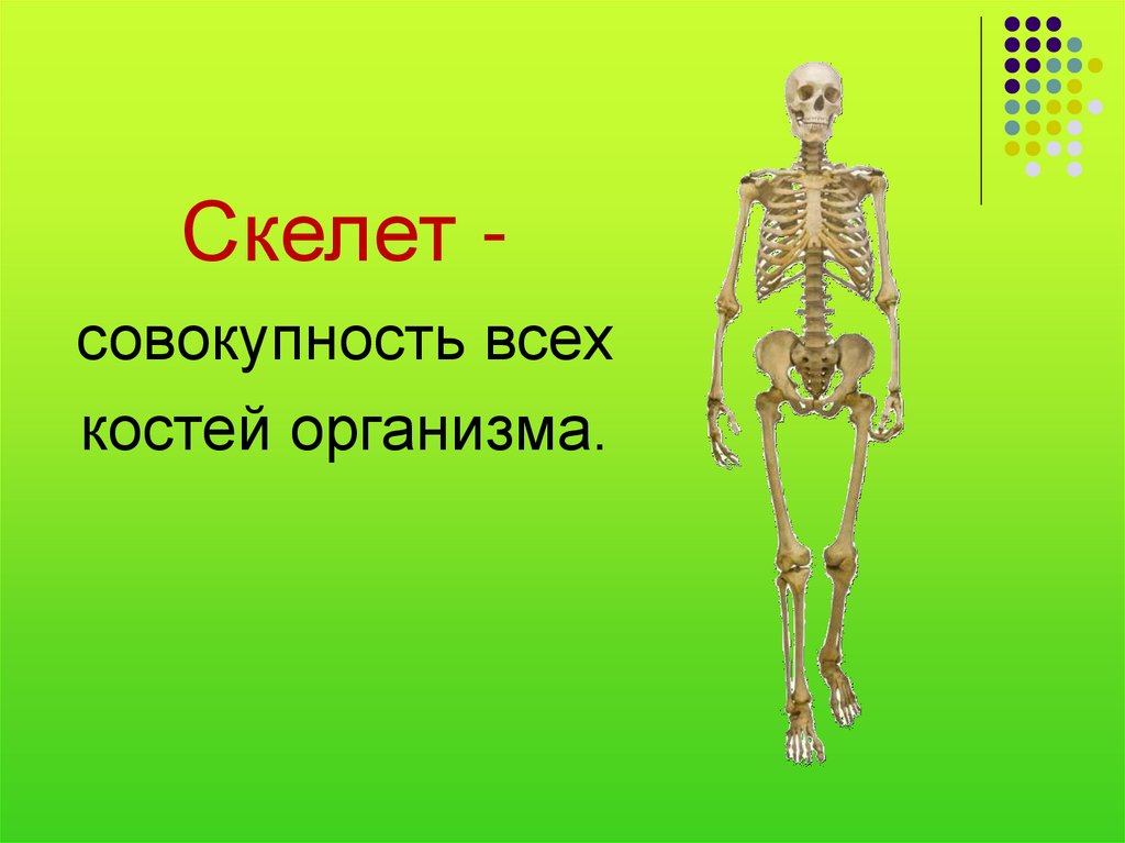 Зачем скелет. Кости скелета. Презентация на тему скелет человека. Скелет биология. Скелет для презентации.