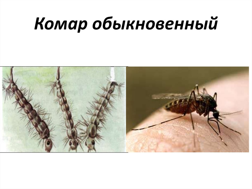 Сколько живут комары обыкновенные. Комар обыкновенный. Продолжительность жизни комара обыкновенного. Комар обыкновенный латынь. Сколько живет комар обыкновенный.