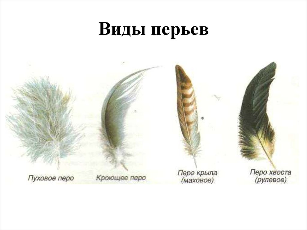 У птиц различают перья. Строение покровного пера птицы. Маховые перья у птиц. Пуховое крыло птицы строение. Строение маховых перьев.