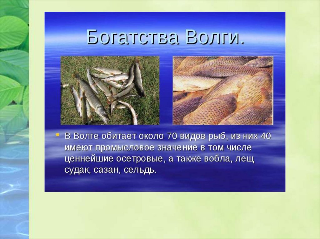 Какие рыбы в астраханской области. Обитатели Волги. Рыба которая водится в Волге. Обитатели реки Волга. Редкая рыба в Волге.