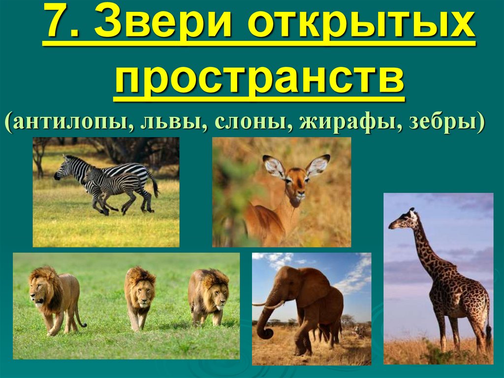 Животные презентация 6 класс