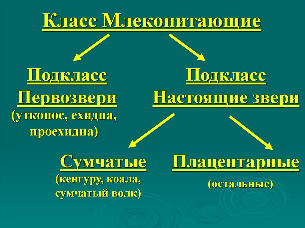 Подкласс первозвери презентация