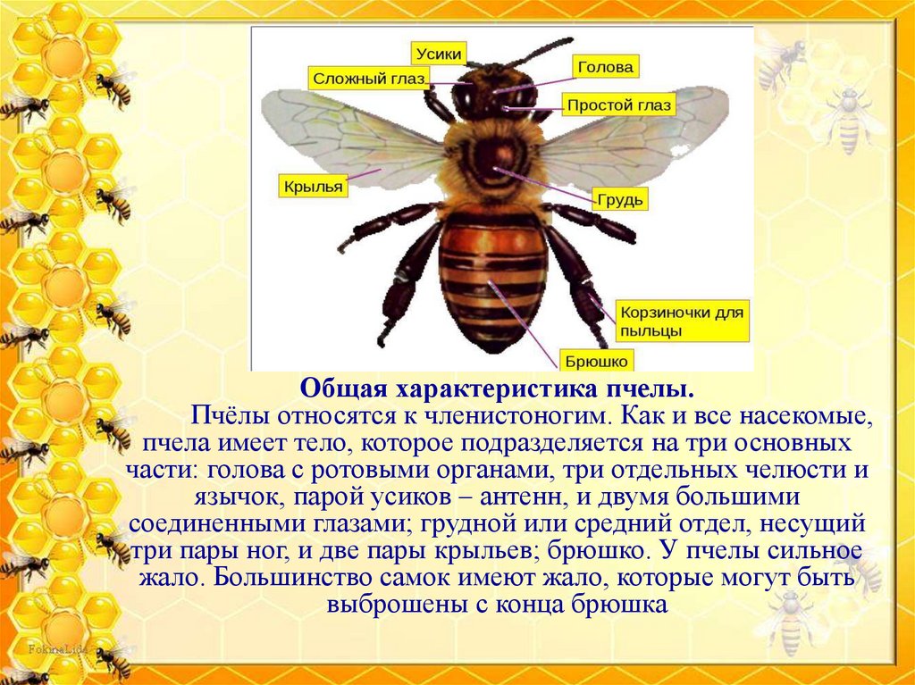 Почему пчелы относятся к насекомым. Характеристика пчел. Общие признаки пчел. Как охарактеризовать пчела. К какой группе относятся пчелы.