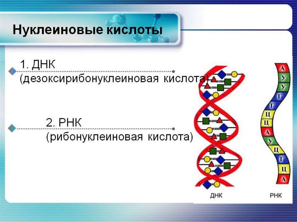 Нуклеиновая кислота химия презентация