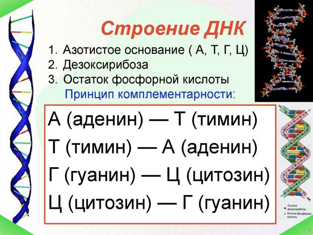 Принципы строения молекулы дезоксирибонуклеиновой кислоты комплементарность нуклеотидов презентация