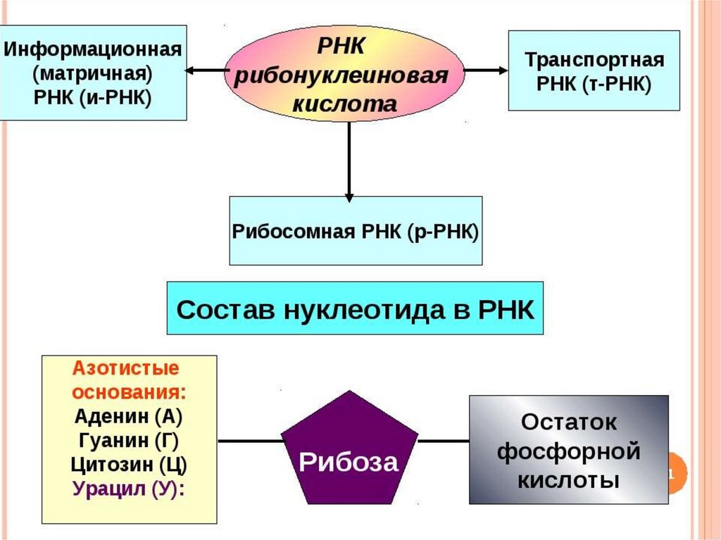 Обмен нуклеиновых кислот презентация