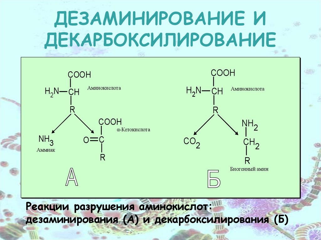 Декарбоксилирование аминокислот реакция. Реакция декарбоксилирования аминокислот. Трансаминирование декарбоксилирование дезаминирование. Реакции дезаминирования и декарбоксилирования. Дезаминирование и декарбоксилирование аминокислот.