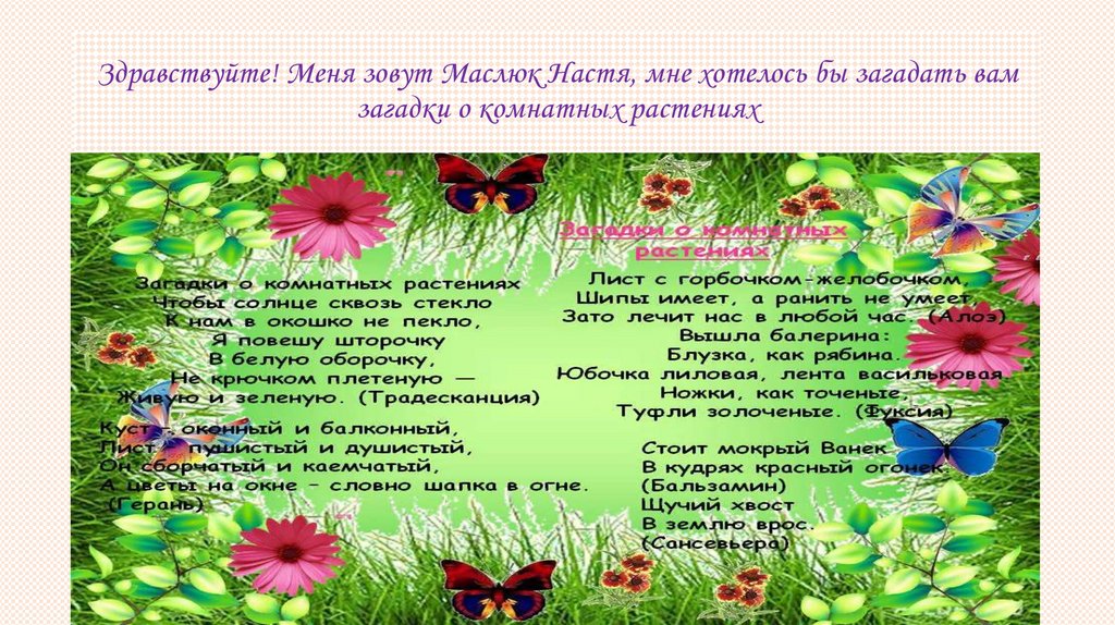 Здравствуйте! Меня зовут Маслюк Настя, мне хотелось бы загадать вам загадки о комнатных растениях