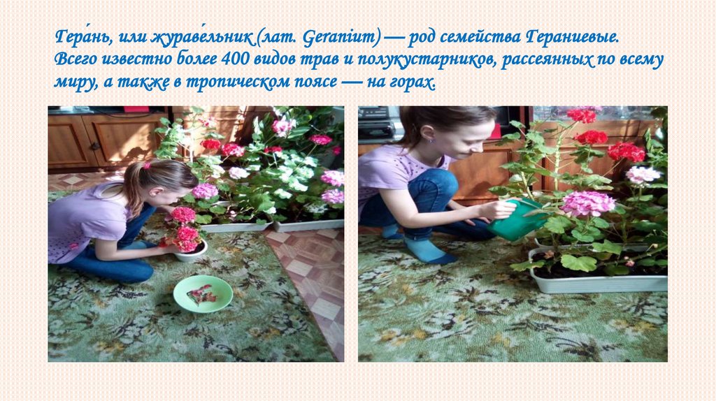 Гера́нь, или жураве́льник (лат. Geranium) — род семейства Гераниевые. Всего известно более 400 видов трав и полукустарников,