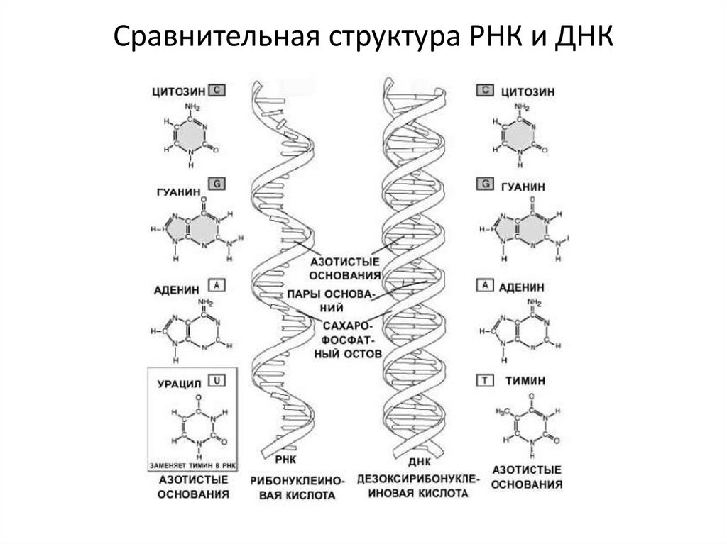 Структура нуклеиновых кислот презентация