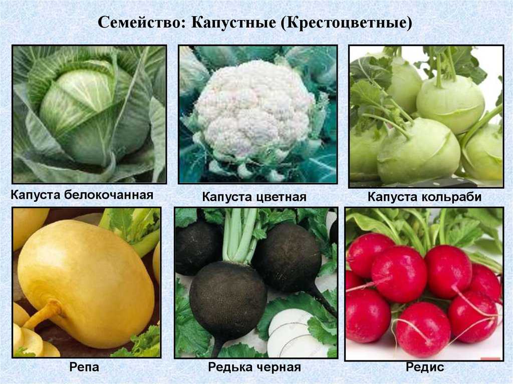 Список овощных растений. Семейство крестоцветные классификация. Семейство крестоцветные овощные. Крестоцветные капуста белокочанная. Капуста белокочанная семейство крестоцветных плод.
