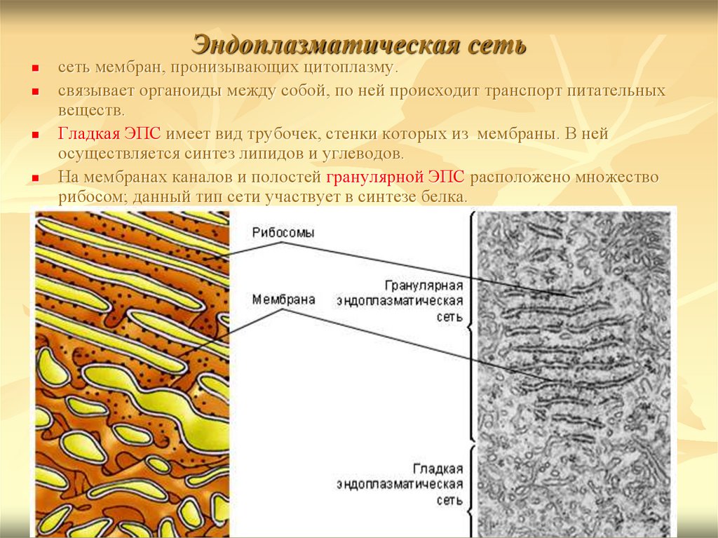 Синтез белка шероховатая эпс. Строение эндоплазматической мембраны. Мембрана ЭПС. Гранулярный эндоплазматический ретикулум в растительной клетке.