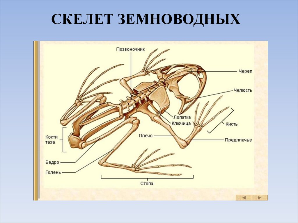 Наземно-воздушная среда - online presentation