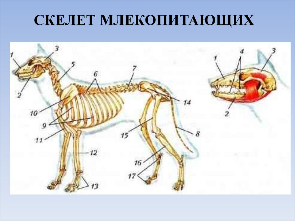 Грудной отдел скелета млекопитающих. Костная система млекопитающих. Скелет система млекопитающих. Скелет млекопитающего 7 класс биология. Строение скелета млекопитающих 7 класс биология.