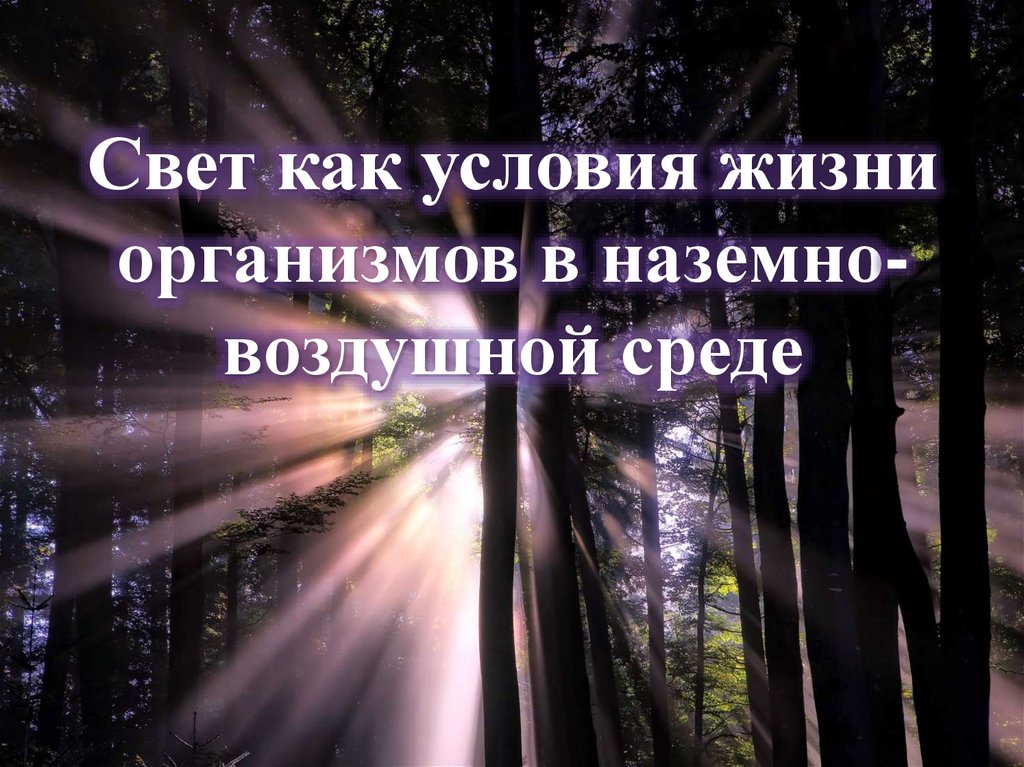 Свет как условия жизни организмов в наземно-воздушной среде