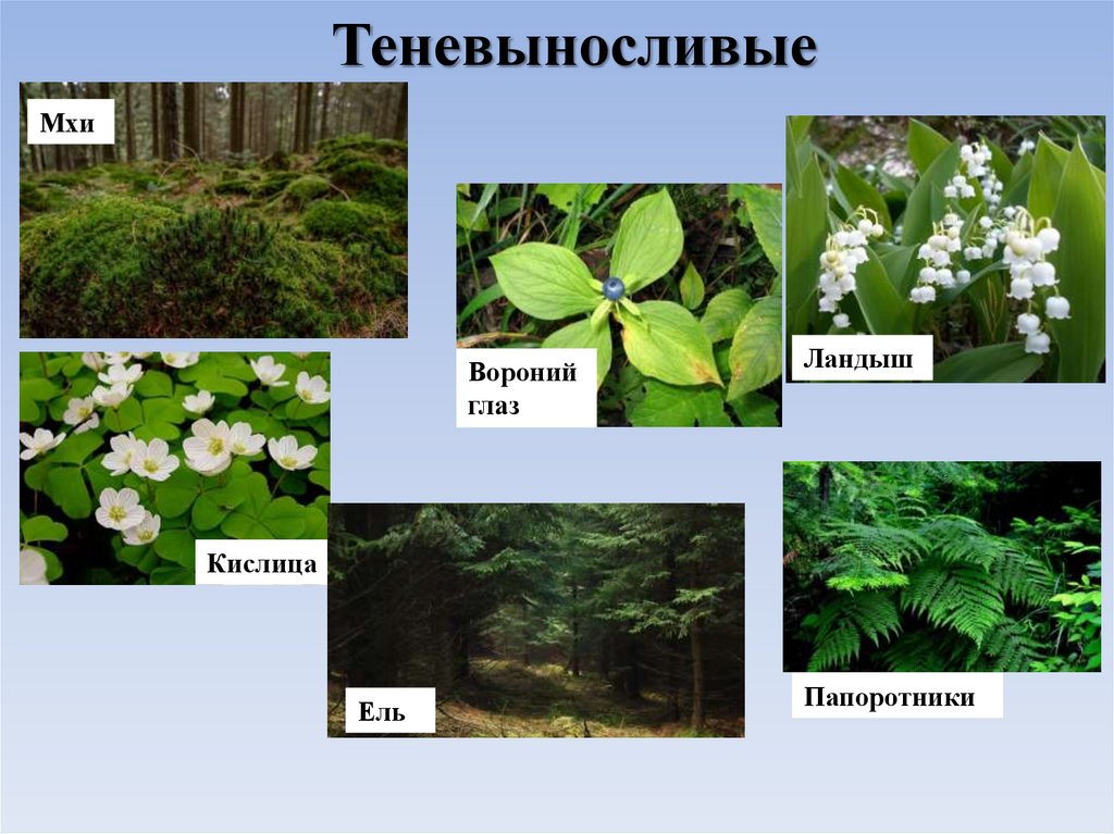 Теневыносливые