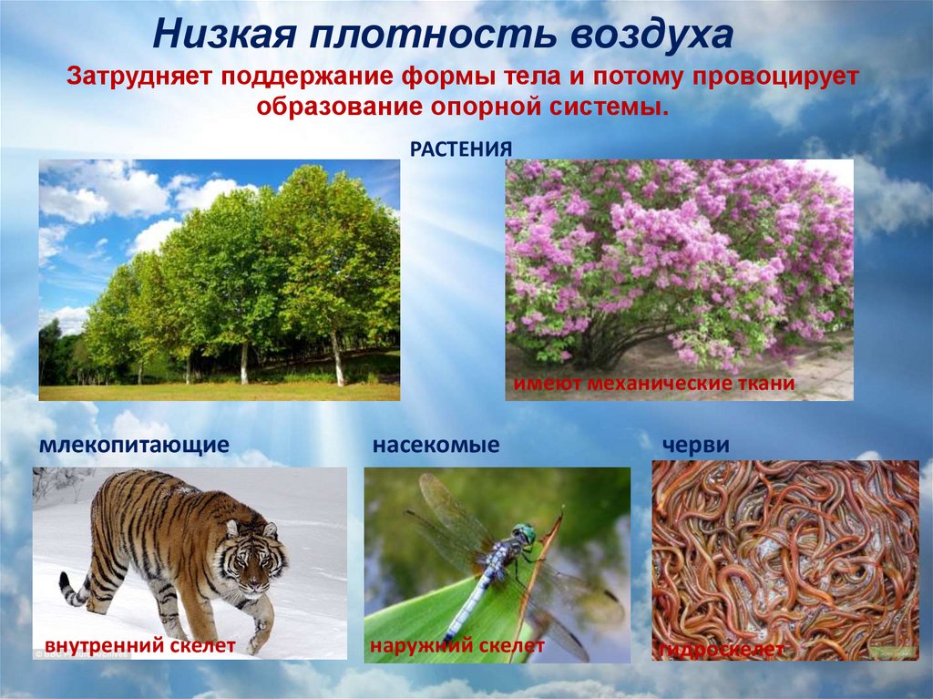 Наземно воздушные обитатели примеры. Наземно-воздушная среда обитания. Воздушная среда для растений. Животные и растения наземно воздушной среды обитания. Растения наземно-воздушной среды.