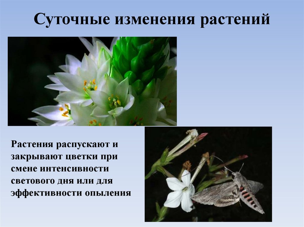 Суточные изменения растений