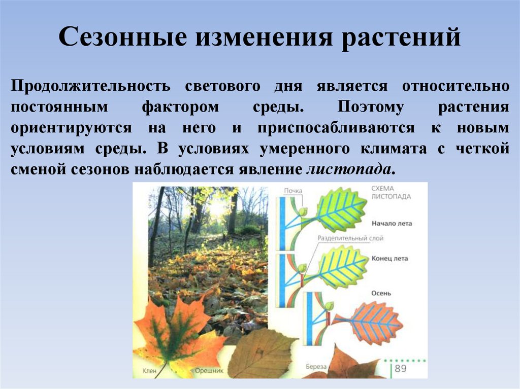 Сезонные изменения растений 5 класс биология