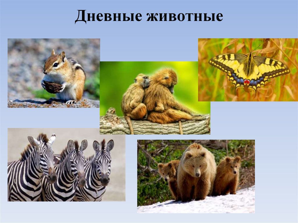 Дневные животные