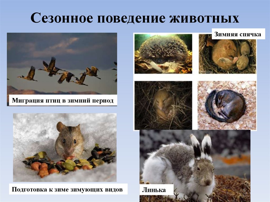 Сезонное поведение животных