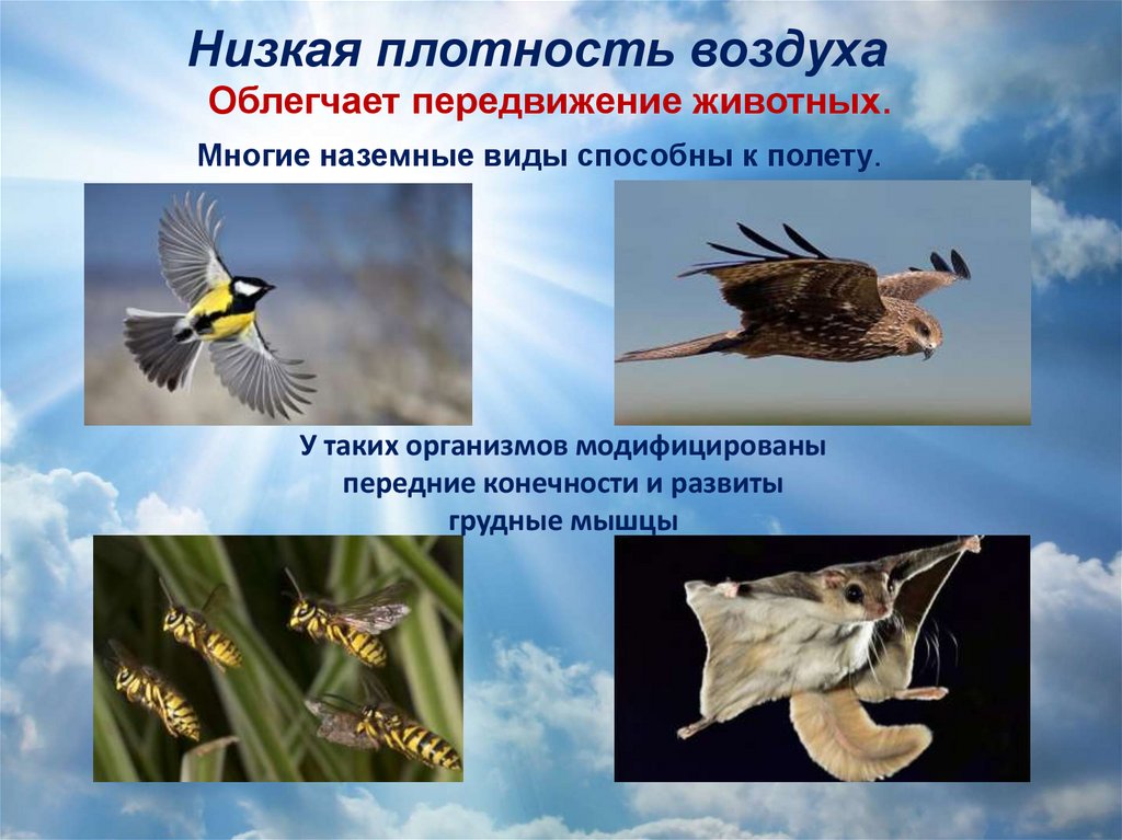 Приспособления к образу жизни птиц. Наземно-воздушная среда приспособления. Наземно воздушные животные. Приспособление организмов к наземно-воздушной среде. Адаптация организмов к наземно-воздушной среде.