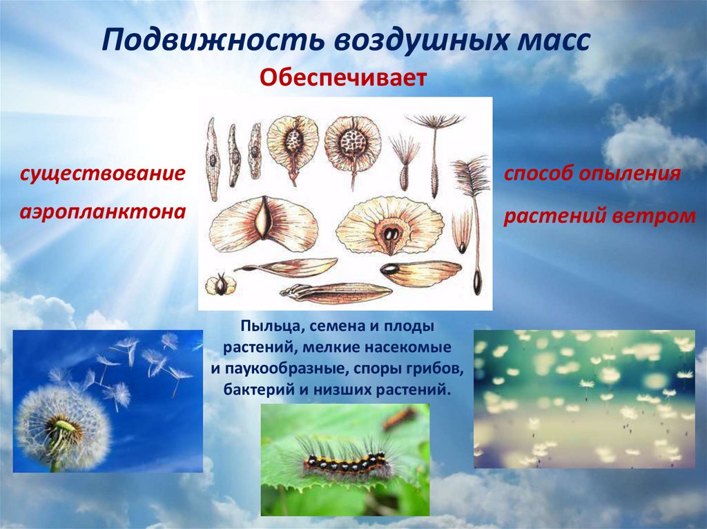 Наземно воздушная среда урок биологии 5 класс. Наземно-воздушная среда 5 класс биология. Воздушная среда обитания растения. Растения обитающие в наземно воздушной среде. Наземно воздушные грибы.