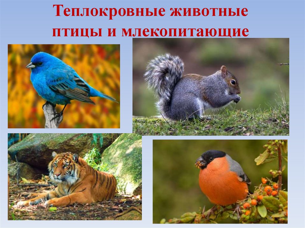 Теплокровные животные птицы и млекопитающие