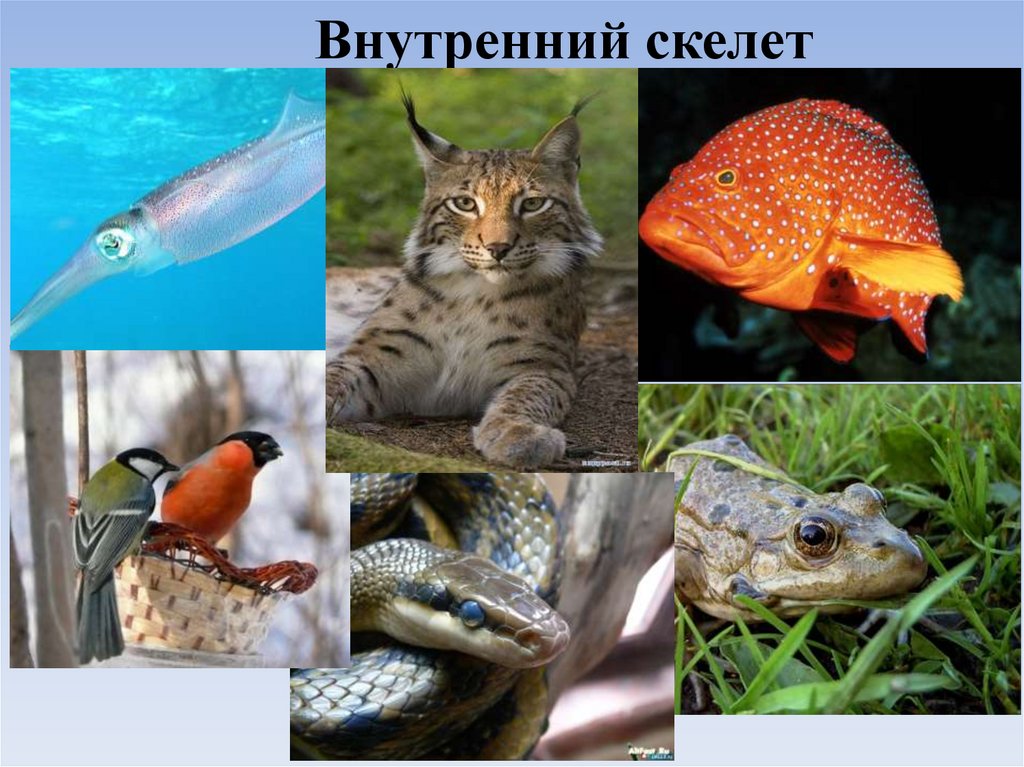 Внутренний скелет