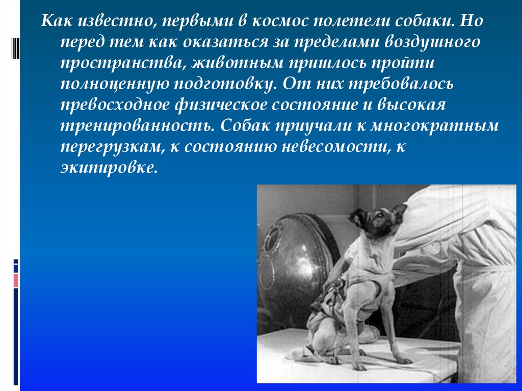 Кто первым в мире полетел в космос. Первые полеты в космос животных. Первое животное полетевшее в космос. Первая собака полетевшая в космос. Собаки в космосе презентация.