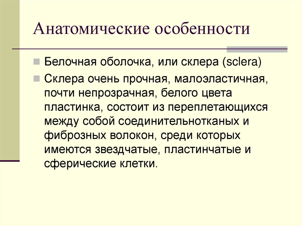 Анатомические особенности