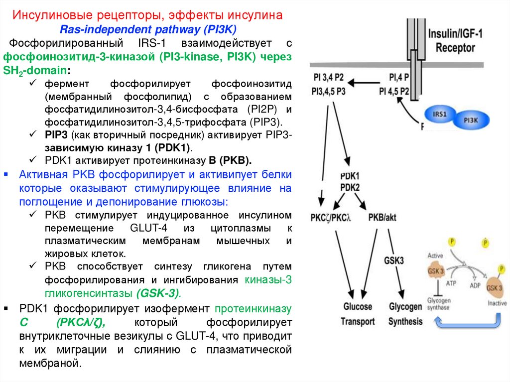 Рецепторы представляют собой. Рецепторы это кратко. Поверхностные рецепторы. Гормон, взаимодействующий с мембранными рецепторами. Чувствительные рецепторы клеток.