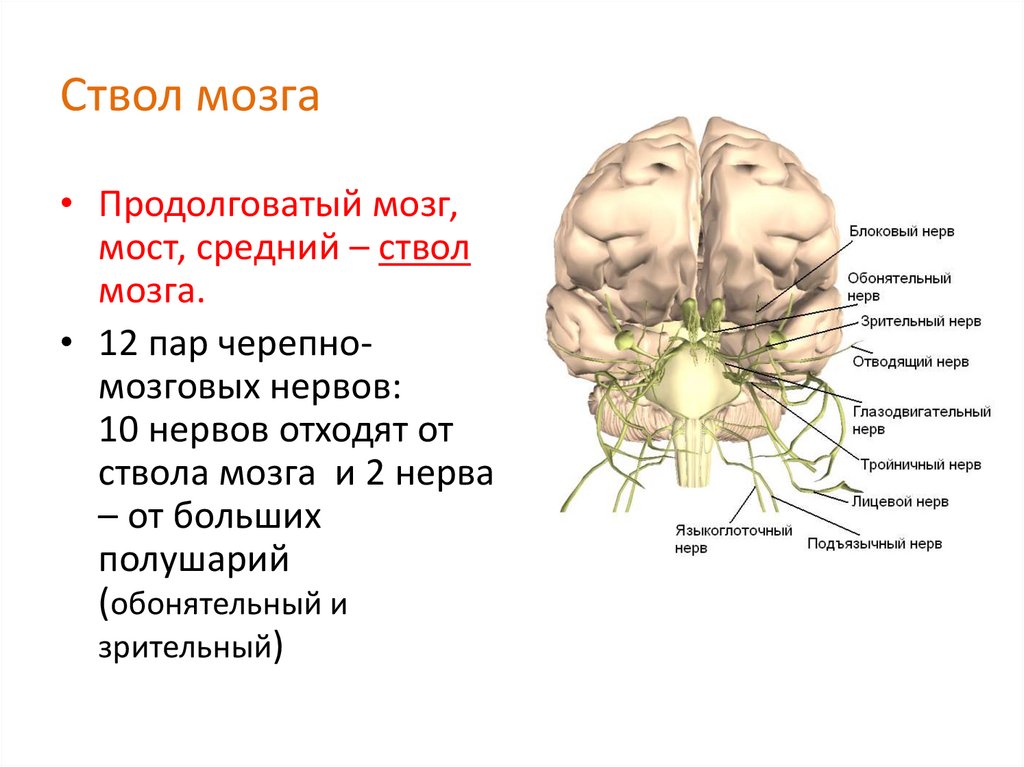 Ствол мозга образуют