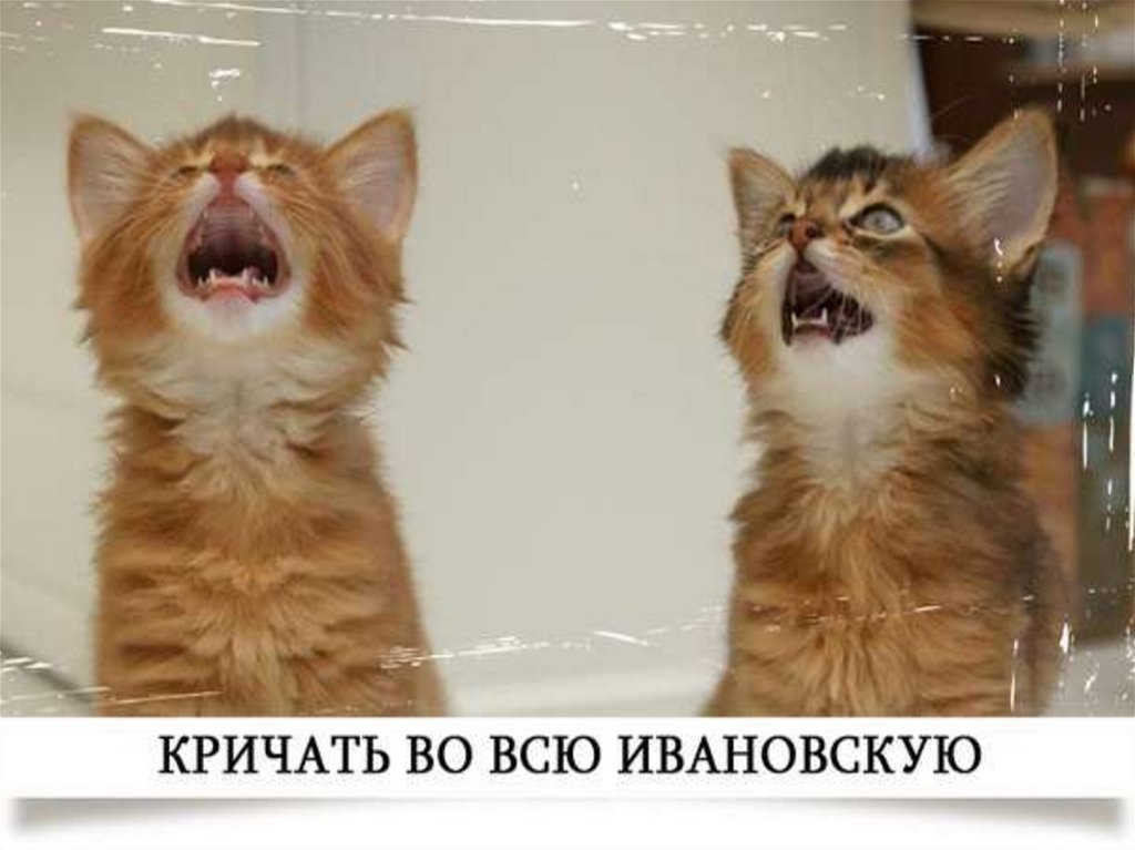 Котенок много мяукает