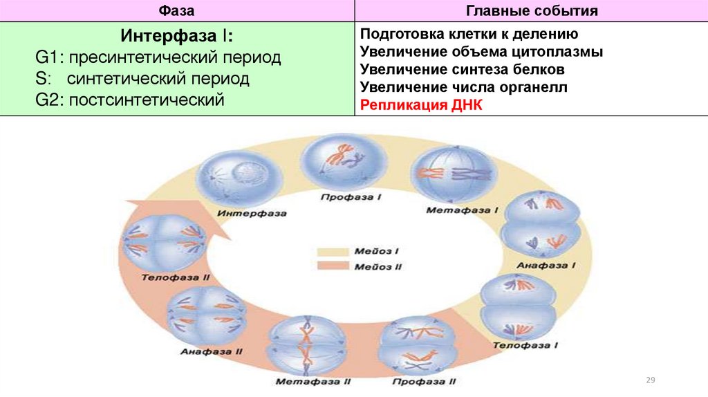 Размножение клетки