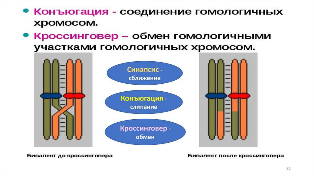 Конъюгация и кроссинговер в клетках животных происходят. Конъюгация и кроссинговер. Конъюгация и кроссинговер хромосом. Кроссинговер рисунок. Схема конъюгации и кроссинговера.