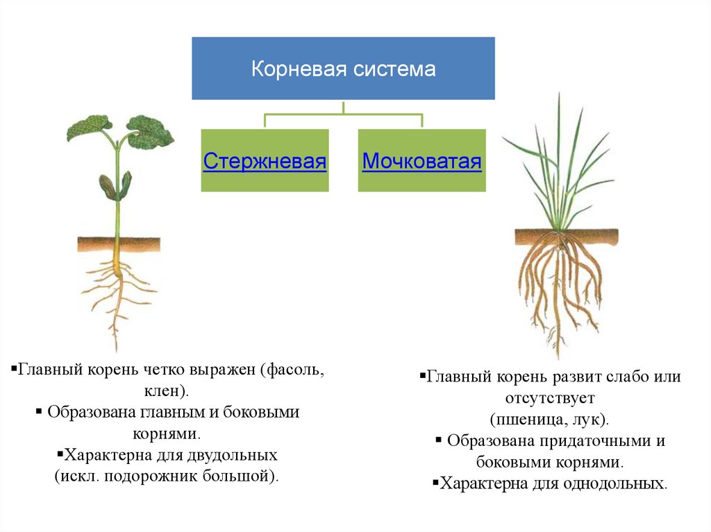 Какая корневая система мочковатая