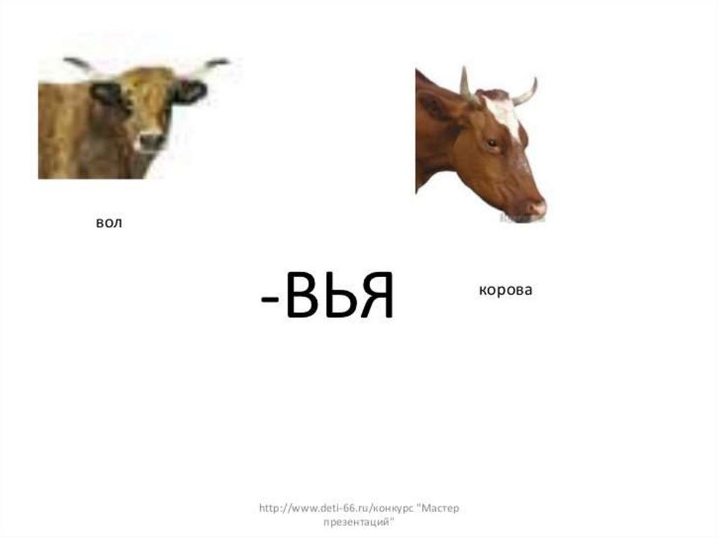 Что у коровы впереди у быка позади
