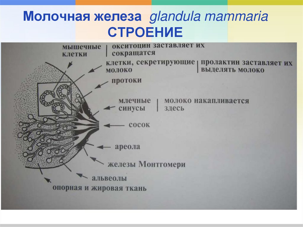 Молочные железы виды