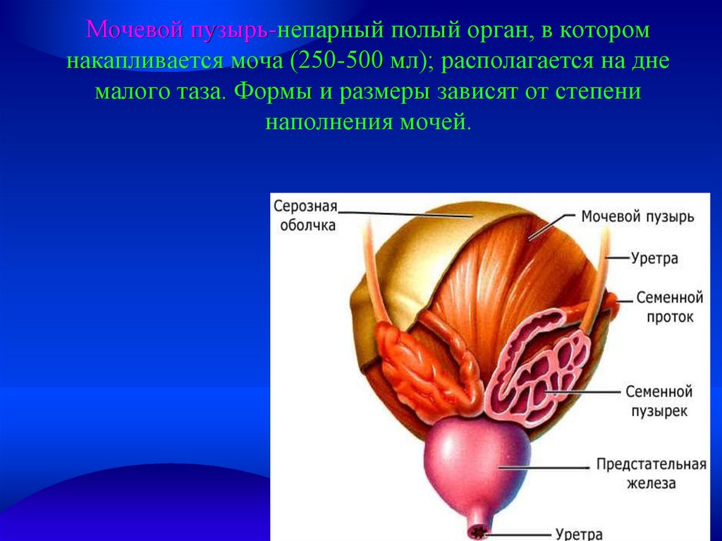 Задняя поверхность мочевого пузыря у мужчин прилежит. Наружное строение мочевого пузыря анатомия. Мужской мочевой пузырь строение анатомия. Мочевой пузырь анатомия у женщин. Строение мочевого пузыря у мужчин анатомия.