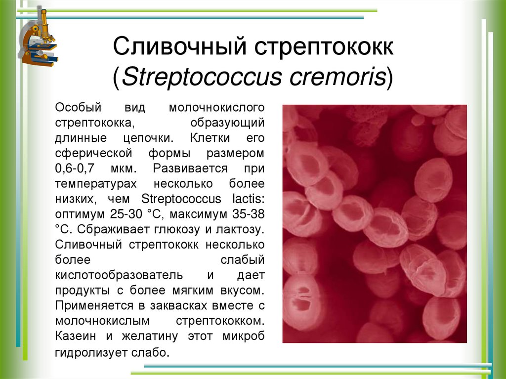 Тест стрептококк группы а. Сливочный стрептококк. Стрептококковая инфекция.