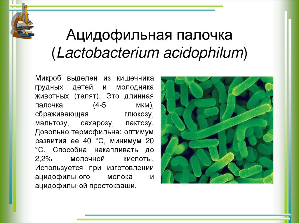 Производство кисломолочных бактерий