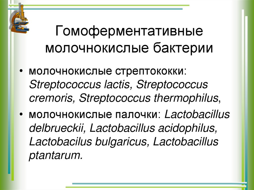 Бактерии молочнокислого брожения. Гомоферментативные бактерии. Гомоферментативные и гетероферментативные молочнокислые бактерии. Молочнокислые бактерии характеристика. Гомоферментативное молочнокислое брожение.